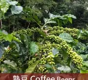 咖啡界“巨人”巴西咖啡豆历史故事介绍 巴西咖啡价格特点