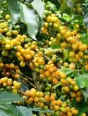 巴西咖啡庄园-南米纳斯产区COE季军神木庄园黄波本咖啡介绍