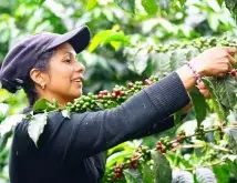 哥伦比亚咖啡庄园 哥伦比亚最贵的咖啡-哥伦比亚棕榈与大嘴鸟LPET