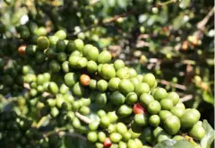 埃塞俄比亚吉迪欧(Gedeo)日晒西达摩咖啡豆风味口感介绍描述