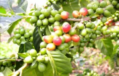 卢旺达咖啡烘焙度建议分析 卢旺达咖啡适合手冲虹吸法压壶