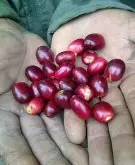 埃塞俄比亚哈拉产区树上干燥处理法摩卡咖啡豆风味口感介绍