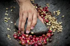 埃塞俄比亚王道(wondo)咖啡合作社水洗耶加咖啡风味描述