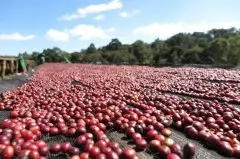 肯尼亚客达尼可(Kagongo)小咖啡庄园手选咖啡豆介绍