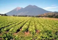 危地马拉微气候精品咖啡圣塔索菲亚庄园详细介绍Santa Sofia