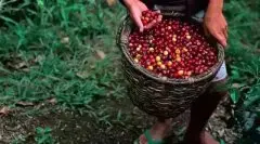 危地马拉Agua Tibia小型咖啡庄园发展介绍
