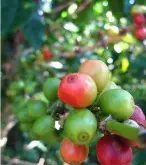 哥斯达黎加巴哈咖啡烘焙建议 哥斯达黎加咖啡豆口味风味特点故事