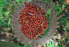 哥斯达黎加咖啡豆推荐：哥斯达黎加咖啡拉斯拉哈斯庄园入门选择