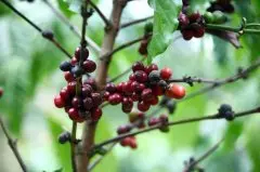 也门马他利小农摩卡咖啡豆介绍 最常见的摩卡咖啡