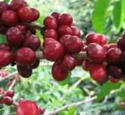 印尼峇厘岛-金塔曼尼高地罕见的日晒曼特宁咖啡豆