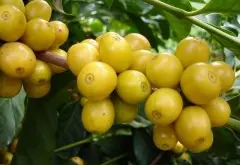 印度亚勒康农场日晒咖啡豆和风渍马拉巴的区别介绍