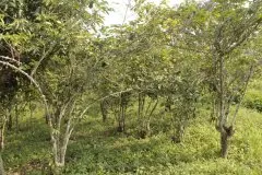 危地马拉薇薇特南果泉水农场水洗咖啡豆独特风味介绍