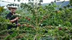 哥伦比亚低因咖啡 哥伦比亚咖啡CO2低咖啡因处理法