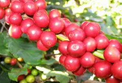 哥斯达黎加塔拉珠佩娜Pena农场黄色蜜处理咖啡豆杯测数据