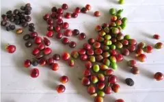 中美洲高海拔咖啡哥斯达黎加赫尔巴夙庄园介绍杯测数据