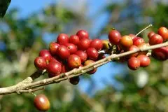阿拉比卡种咖啡发源地-埃塞俄比亚主要咖啡产区介 西达摩Sidama