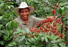 萨尔瓦多咖啡豆 等级 萨尔瓦多咖啡圣伊莲娜庄园介绍