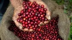 哥斯达黎加卡内特咖啡庄园葡萄干处理法手冲温度、研磨度、粉水比