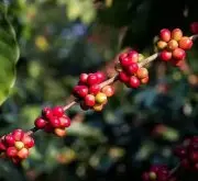 乌干达-布吉苏AA日晒咖啡豆风味口感描述