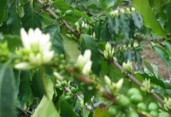 哥伦比亚托利马地区ASCISP合作社EP级咖啡豆详细介绍