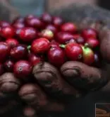 西达摩古吉产区怒咖啡生豆评测 日晒西达摩狮子王咖啡Lion King