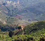 巴西咖啡圣保罗产区 瑟索米诺斯Celso Minussi环境保育庄园信息