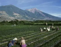 危地马拉安提瓜产区咖啡与美景共存的庄园-云朵庄园介绍