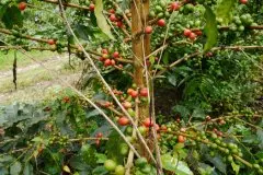 2017年黄金曼特宁新鲜咖啡豆 如何挑选优质黄金曼特宁？