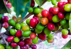 云南小粒咖啡的起源、种植情况与云南小粒咖啡品牌排行