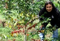 哥伦比亚三大咖啡庄园对比：咖啡品种种植。遮荫树与发酵处理法