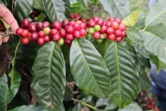 危地马拉安提哥咖啡产地信息 危地马拉安提瓜咖啡豆故事