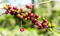 哥伦比亚咖啡拉米妮塔庄园介绍 哥斯达黎加跨国大型咖啡集团介绍