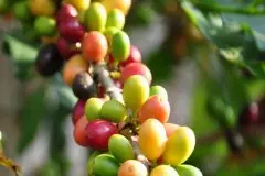 哥斯达黎加咖啡少见到的日晒处理法 圣伊斯德罗庄园琵隆处理厂
