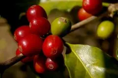 哥斯达黎加咖啡皮诺斯微处理厂介绍 普拉塔尼诺庄园精选批次风味