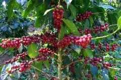 危地马拉咖啡手冲笔记 危地马拉五大主要咖啡产区介绍