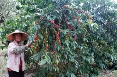 帕卡马拉咖啡豆是什么品种来的 帕卡马拉能和瑰夏比吗