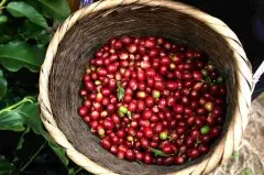 为什么耶加雪菲的咖啡豆大小不一 小农合作社日晒处理法达达图
