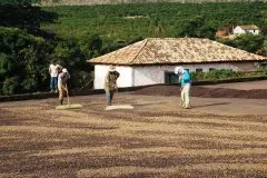 萨尔瓦多咖啡豆口感介绍 萨尔瓦多咖啡五大产区及咖啡庄园分布
