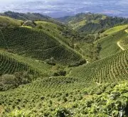萨尔瓦多春天庄园咖啡种植管理技术 萨尔瓦多温泉咖啡风味