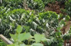 巴布亚新几内亚咖啡豆品种是什么 小蓝山是什么