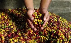 尼加拉瓜咖啡种植历史 尼加拉瓜咖啡产业现状介绍