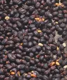 哪个国家的帕卡马拉咖啡豆最好喝 蜜处理帕卡马拉咖啡风味变化