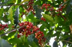 肯尼亚咖啡PB级Ndururu处理厂Kikai-Chesikaki合作社精选批次