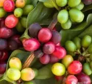 暴晒咖啡卡杜拉品种特性介绍 卡杜艾与卡杜拉咖啡的区分与关系