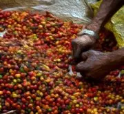 尼加拉瓜咖啡瀑布庄园 红蜜处理卡杜拉咖啡品种介绍