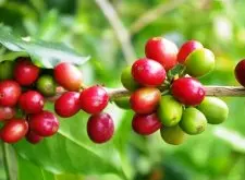 埃塞俄比亚咖啡命名“庄园”和命名“处理厂”“合作社”的差别