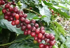 危地马拉咖啡阿卡特南果产区的拉蒂莎庄园风味如何、详细介绍