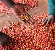 肯尼亚AA级别咖啡豆品种介绍 肯尼亚咖啡冲泡手法教程