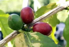 洪都拉斯咖啡产区介绍（三）马卡拉 Montecillos- Marcala咖啡