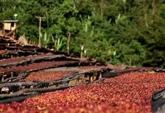 埃塞俄比亚日晒古吉罕贝拉咖啡豆G1口感特点 花魁咖啡手冲风味描述 